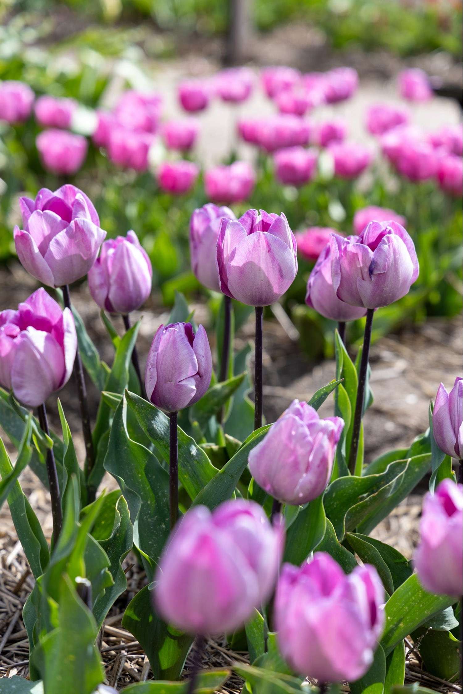Tulipe 'Jacuzzi'